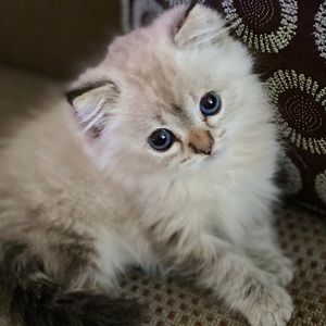 Meet your Posher, Veronica